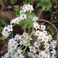 タンチョウソウ,イワヤツデ,山野草,ちっちゃい花,イワヤツデ属の画像