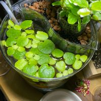 アマゾンフロッグピット,フィカス・プミラ,水草　ベタ,植物初心者,室内栽培の画像