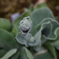 プリムラ,プリムラ オーリキュラ スターウォーズ,花芽,lumix-gh5m2,寄せ植えの画像