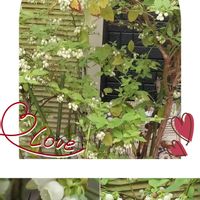 ブルベリー,素敵な日曜日を✨,ありがとう♡,家庭菜園,可愛い❤の画像