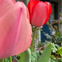  チューリップ,球根,鉢植え,ガーデニング,花のある暮らしの画像