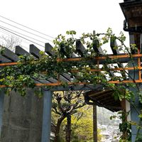 つるバラ...,薔薇 スパニッシュ・ビューティ,花のあるくらし,薔薇　スパニッシュ・ビューティー,癒しの画像
