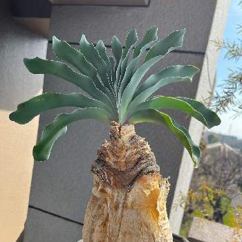 ペラルゴニウム・ミラビレ,挿し木,塊根植物,冬型塊根植物の画像