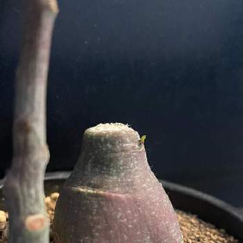 ペラルゴニウム・ミラビレ,挿し木,塊根植物,冬型塊根植物の画像