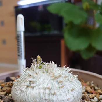 ペラルゴニウム・ミラビレ,挿し木,塊根植物,冬型塊根植物の画像