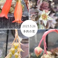 多肉のお花,花芽,多肉植物,ラブリー♡,癒しの画像