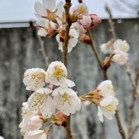 サクランボ,春のお花,楽しみ♡,田舎の家,可愛い〜♡の画像