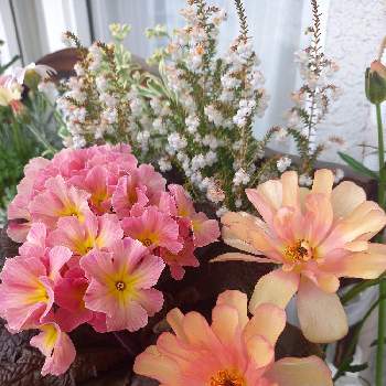 ギンバイカ(マートル),鉢植の画像