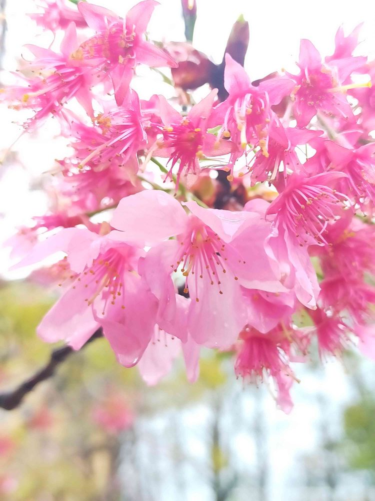 とりさんの横浜公園への投稿