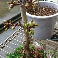 桜　さくら,がんばれ,枯れないでね,大事に。,母の日のプレゼントの画像