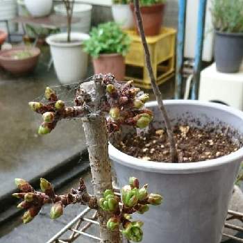 桜　さくら,がんばれ,枯れないでね,大事に。,母の日のプレゼントの画像