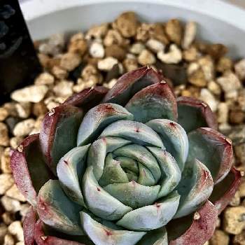 多肉植物 エケベリアの画像