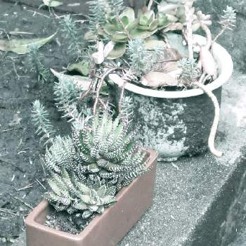 インディアンクラブ,多肉植物,萌え萌え,可愛いの画像
