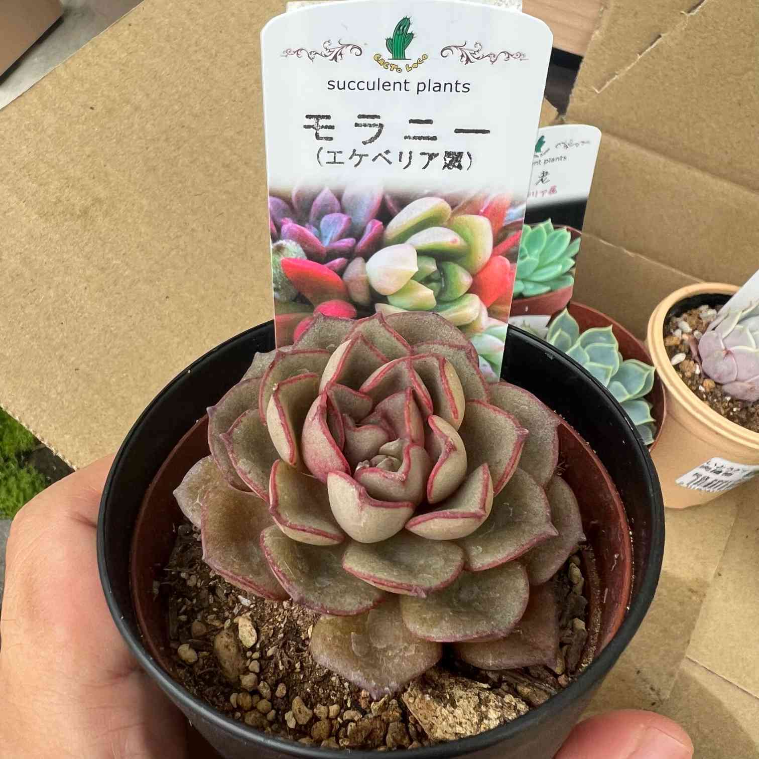 エケベリア モラニー｜🍀GreenSnap（グリーンスナップ）