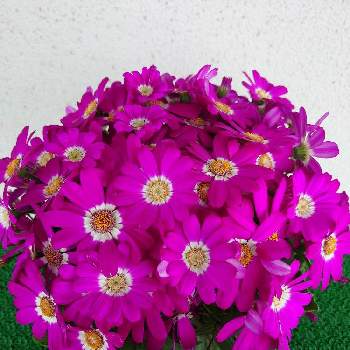 ギンバイカ(マートル),鉢植の画像
