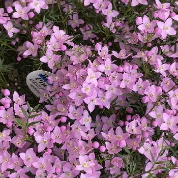 ギンバイカ(マートル),鉢植の画像