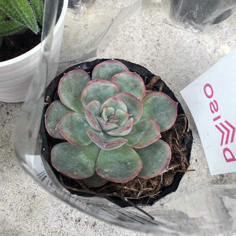 1679821073532_thum_358714_phot