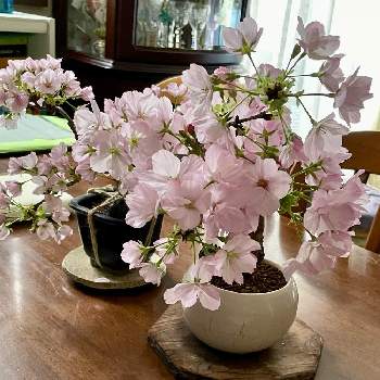 旭山桜,盆栽,ミニ盆栽,デスクの画像