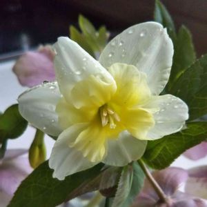 庭の花, 水仙,優しい色,雨に濡れて,傷天を気取っての画像