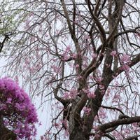 ツツジ,枝垂れ桜の画像