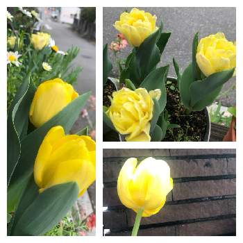 部屋を飾る,樹木の画像