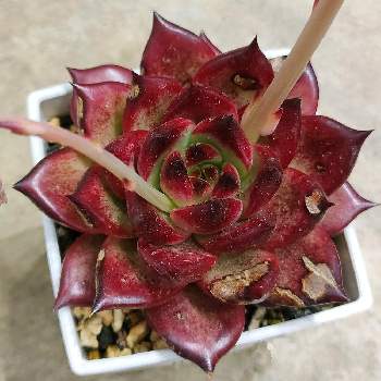 多肉植物 エケベリアの画像