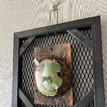 の画像