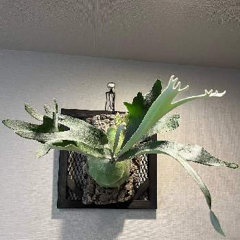 の画像