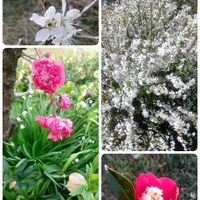 つばき,花桃,サクランボ,ユキヤナギ,スノーフレークの画像