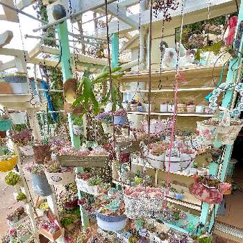 部屋を飾る,樹木の画像