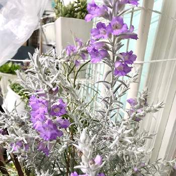 ヒューケラ♪,サルココッカ♪,寄せ植え,日陰,北側の画像