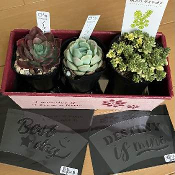 100均DIY,ハンギングバスケット,バスケット,ダイソー,seriaの画像