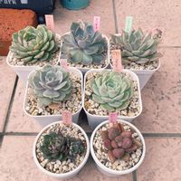 多肉植物,多肉大好き,多肉のある暮らし,多肉好き,多肉の植え替えの画像