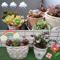 オステオスペルマム,アドニス,ピーチプリデ,多肉植物, 多肉いろいろの画像
