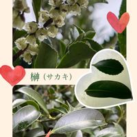 姫榊,本榊,本サカキ,がんに負けるな！,榊のお花の画像