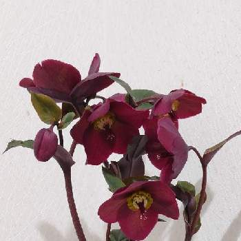 クリスマスローズ,クリスマスローズ  氷の薔薇,お庭のお花, クリスマスローズ,平和を願うの画像