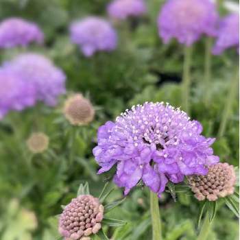  ミモザ, アカシア,種から,wattle,ワイルドフラワーの画像