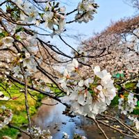 サクラ,根川緑道(^o^),自然大好き,幸せの刹那を積もらせよ(^o^ゞ,平和の桜の画像