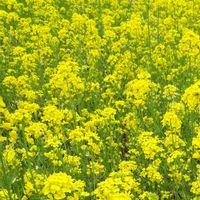 元気な月曜日❗️,里山散歩,miakisisa,花言葉,幸せの黄色いお花の画像