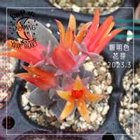 銀明色,多肉葉挿し,多肉のお花,花芽,多肉植物の画像