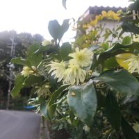 シキミの画像