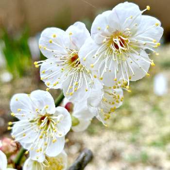 #ラグランジア,#PW育てた,#PWアンバサダー,紫陽花 アジサイ あじさい,#PWの画像