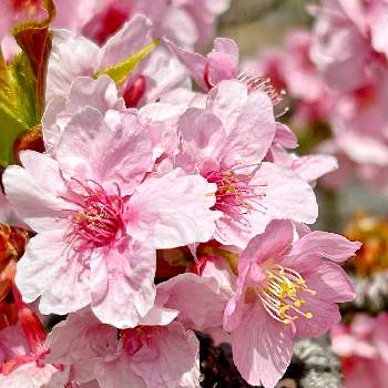 #ラグランジア,#PW育てた,#PWアンバサダー,紫陽花 アジサイ あじさい,#PWの画像