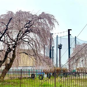 枝垂れ桜,園芸店,かわいいな♡,花のある暮らし,フラワーギフトの画像