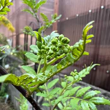 山椒,ハーブガーデン,小さい庭,植物男子,ハーブ男子の画像