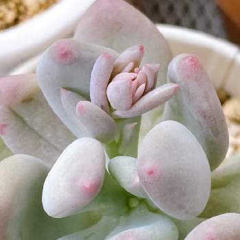 桃美人,花芽,多肉中毒,小さなしあわせ♡,ベランダガーデニングの画像