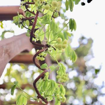 アケビ,植物のある暮らし,自然,手作りの庭,山野草の画像