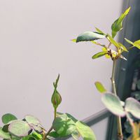 ソフィーズローズ,バラ,おうち園芸,バラ 鉢植え,一番花の画像