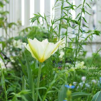チューリップ,チューリップ ホワイトバレー,春花壇,植物のある暮らし,花と緑のある暮らしの画像