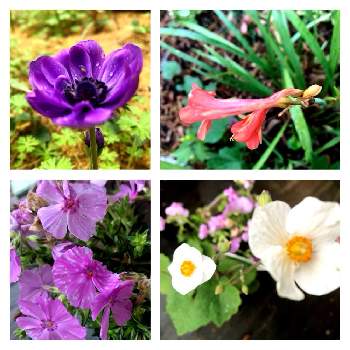 ピンクの花,花のある生活,ナチュラルガーデン,おうち園芸,切り花品種の画像